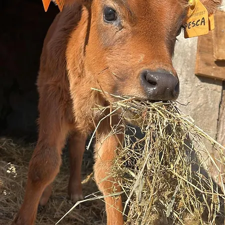 I Leprotti Farm stay *